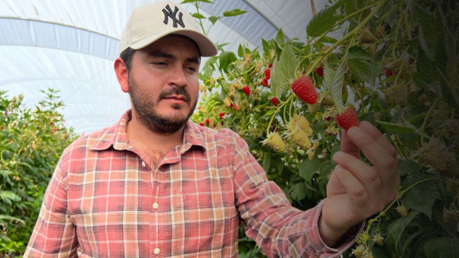 La nutrición óptima de mis Frambuesas, hacen la diferencia para llegar a nuevos mercados 