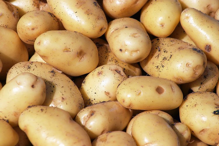 Influir en el contenido y la calidad de almidón en papas