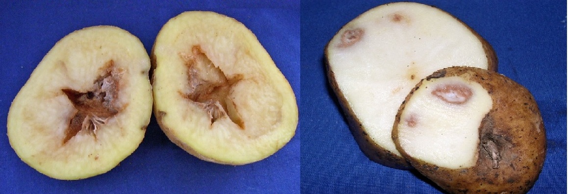 Reducir manchas internas en papas
