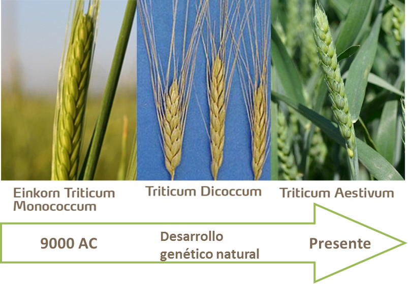 Desarrollo histórico del trigo