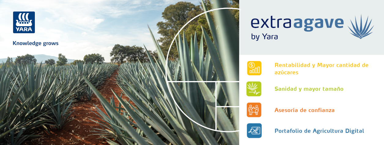 Banner agave